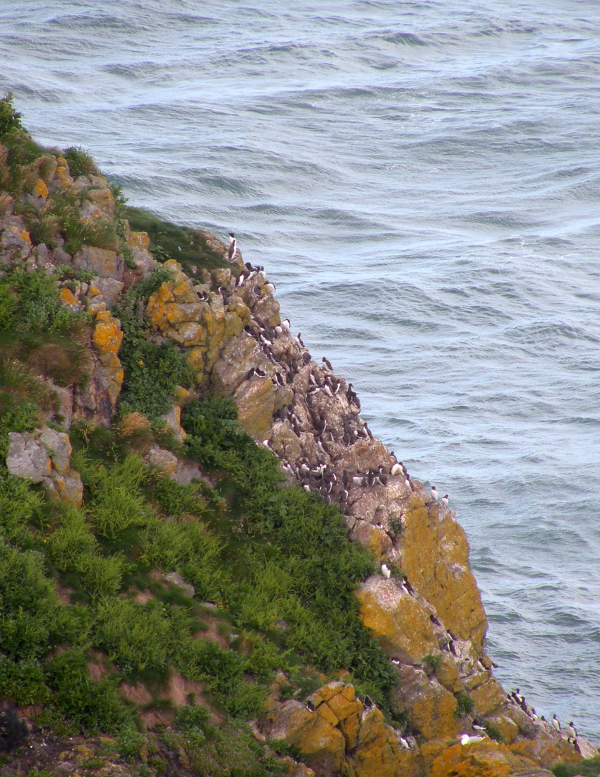 Gita all''isola di Skomer (Galles)